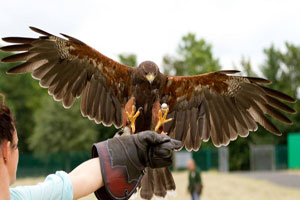 Birds of Prey at Mayfield Falconry