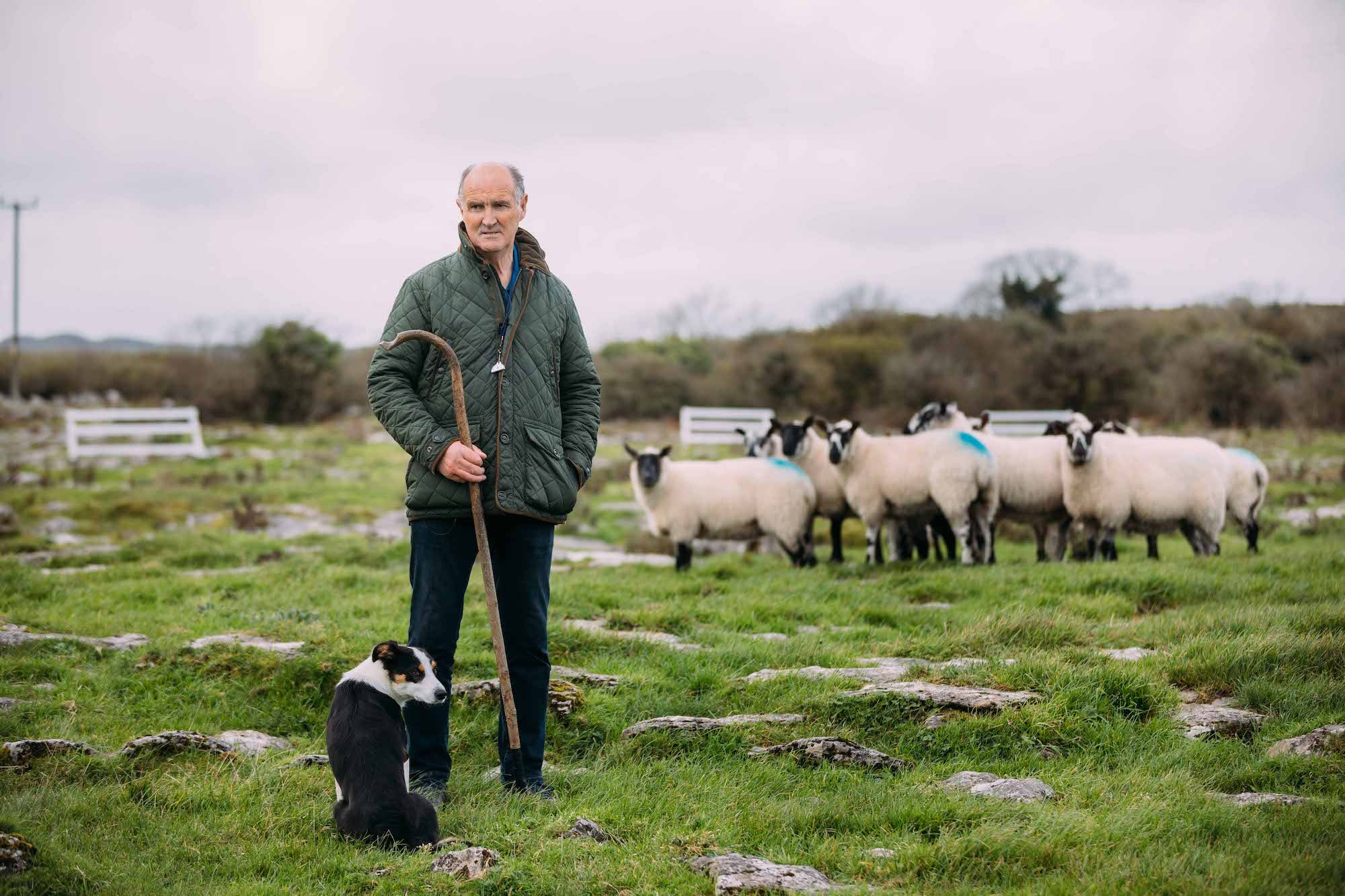 A sheep handler at the Caherconnell Stone Fort and Sheepdog Demonstrations, Co Clare
