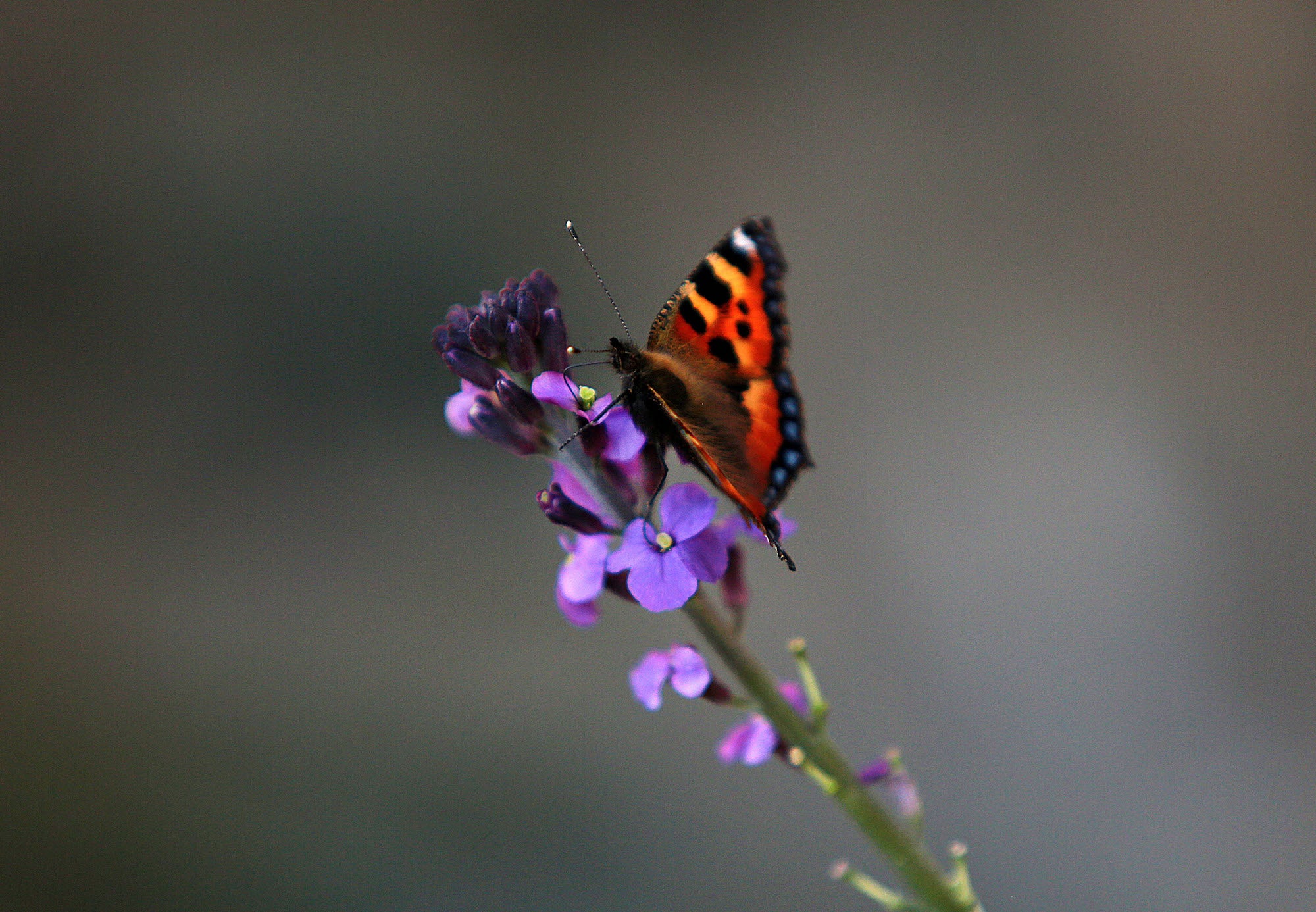 Butterfly sitting on a purple flower.