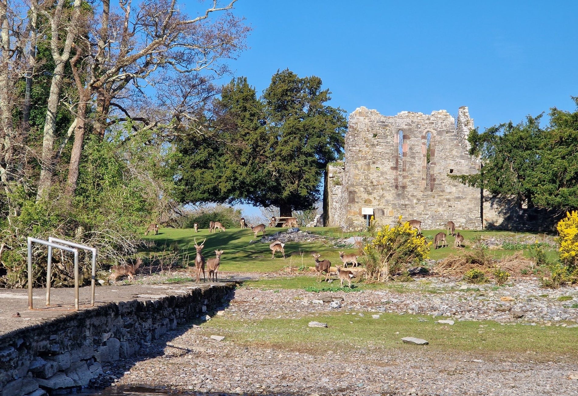 Deer in a field by a stone pier with ruins in the background