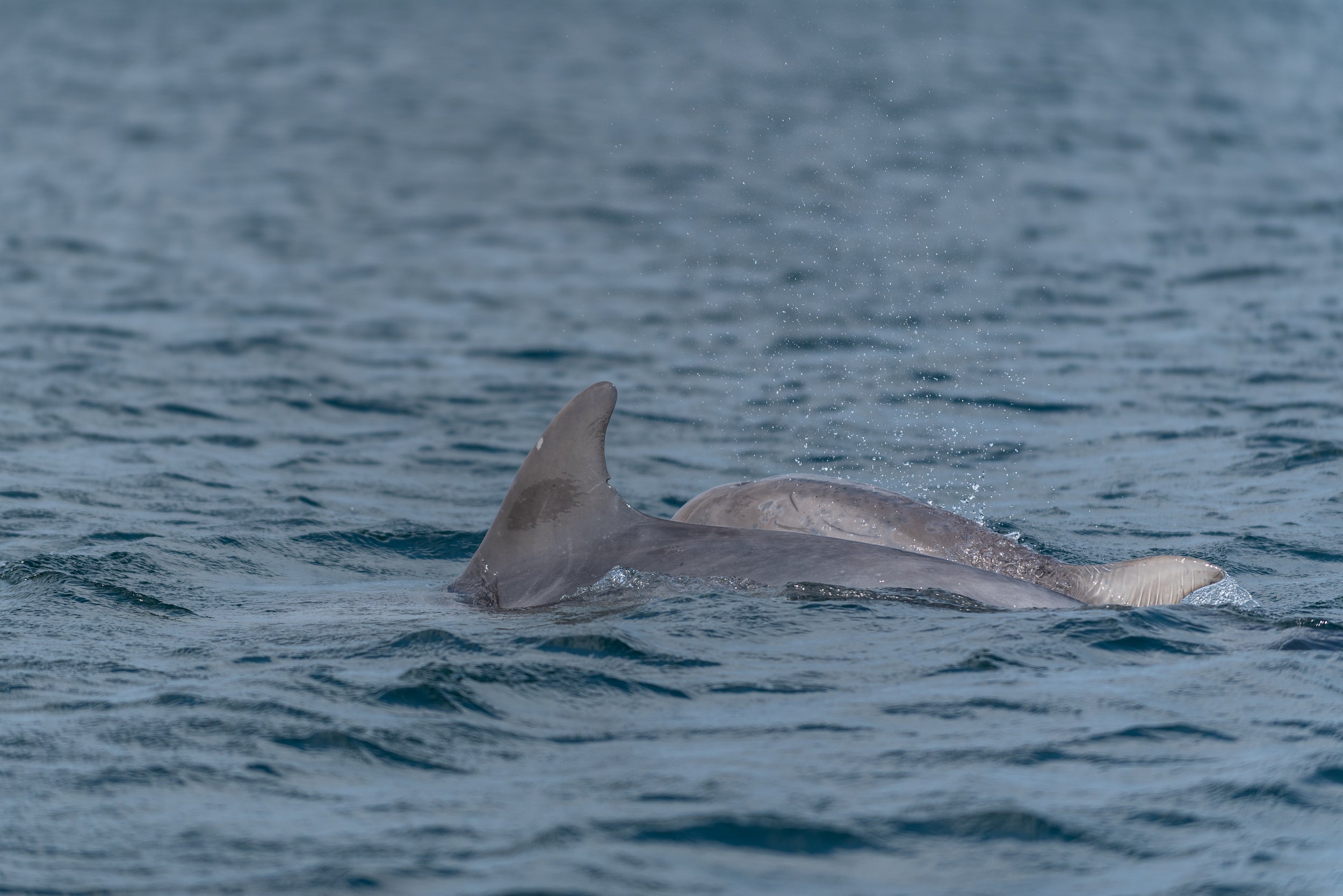 Dolphins in Kilrush, Co Clare