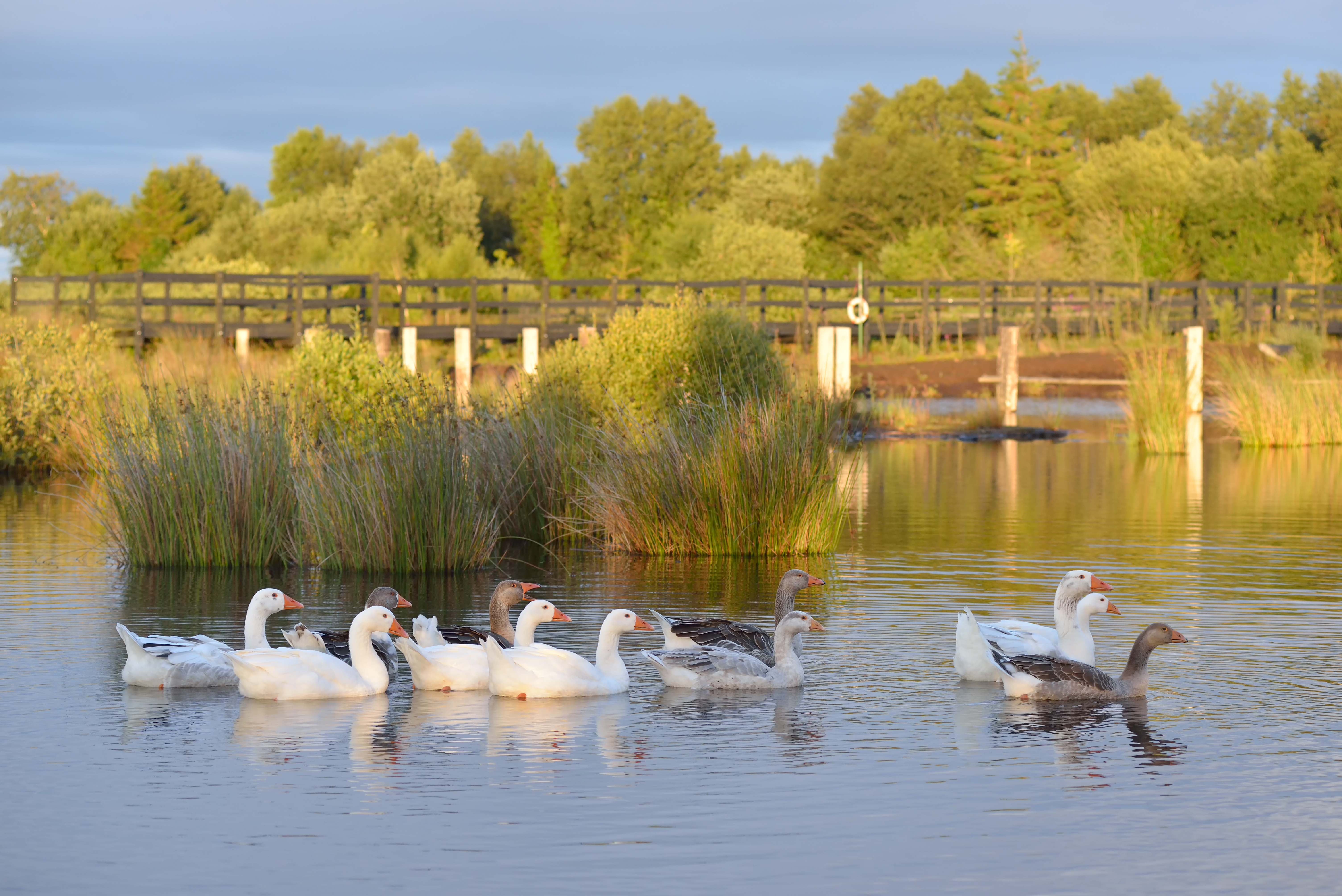 Ducks in a pond at the Lullymore Heritage Discovery Park.