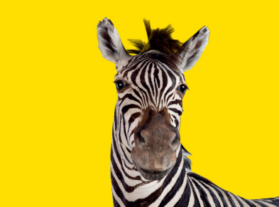Zebra on yellow background