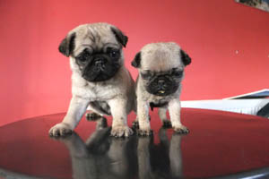 Kennedy's All-Weather Pet Farm & Playgrounds