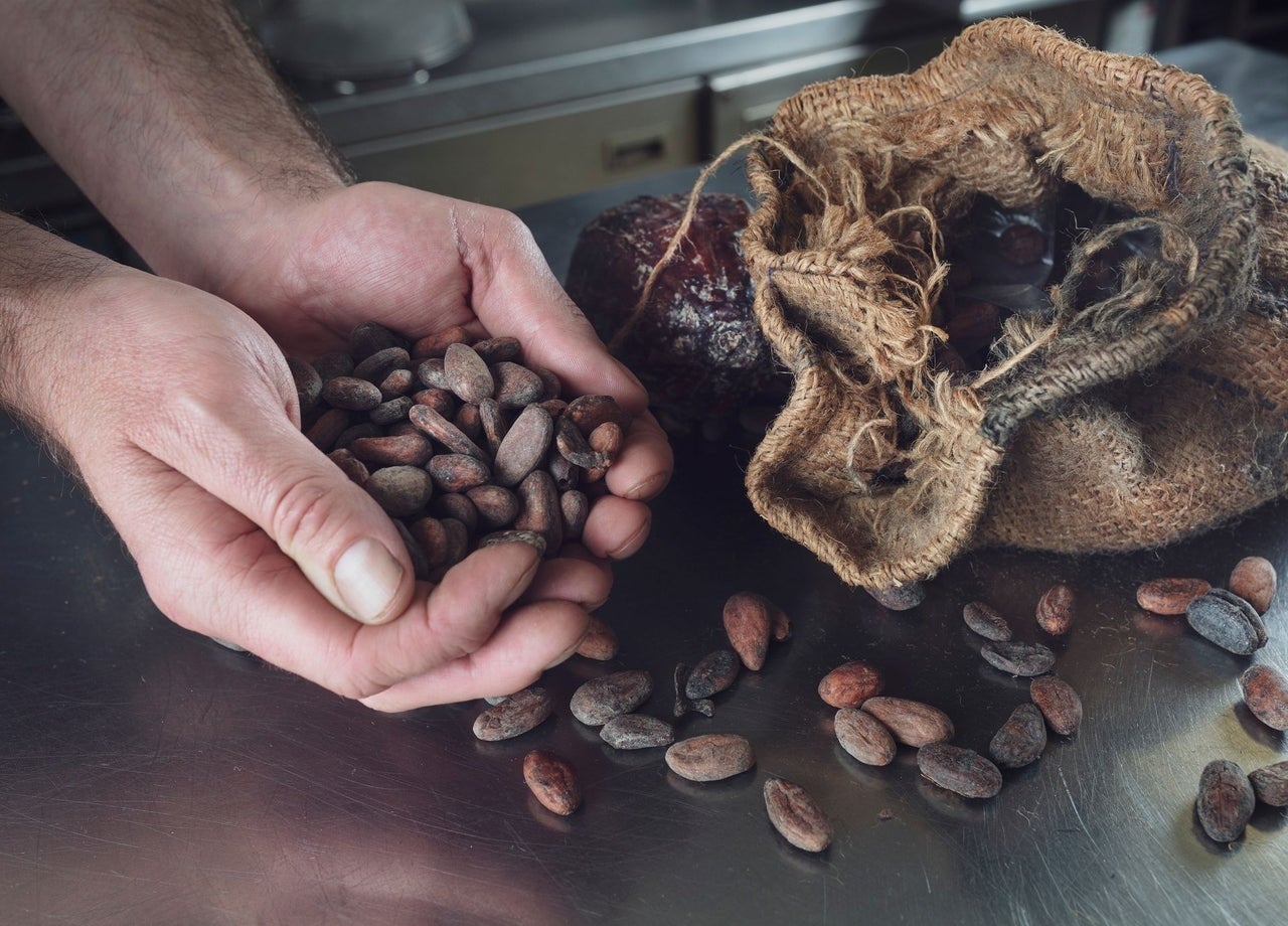 Hands holding a bunch of cocoa beans at Lorge Chocolatier
