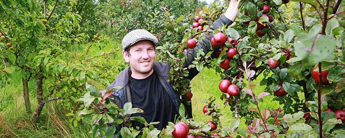 A worker in an apple orchard picking apples