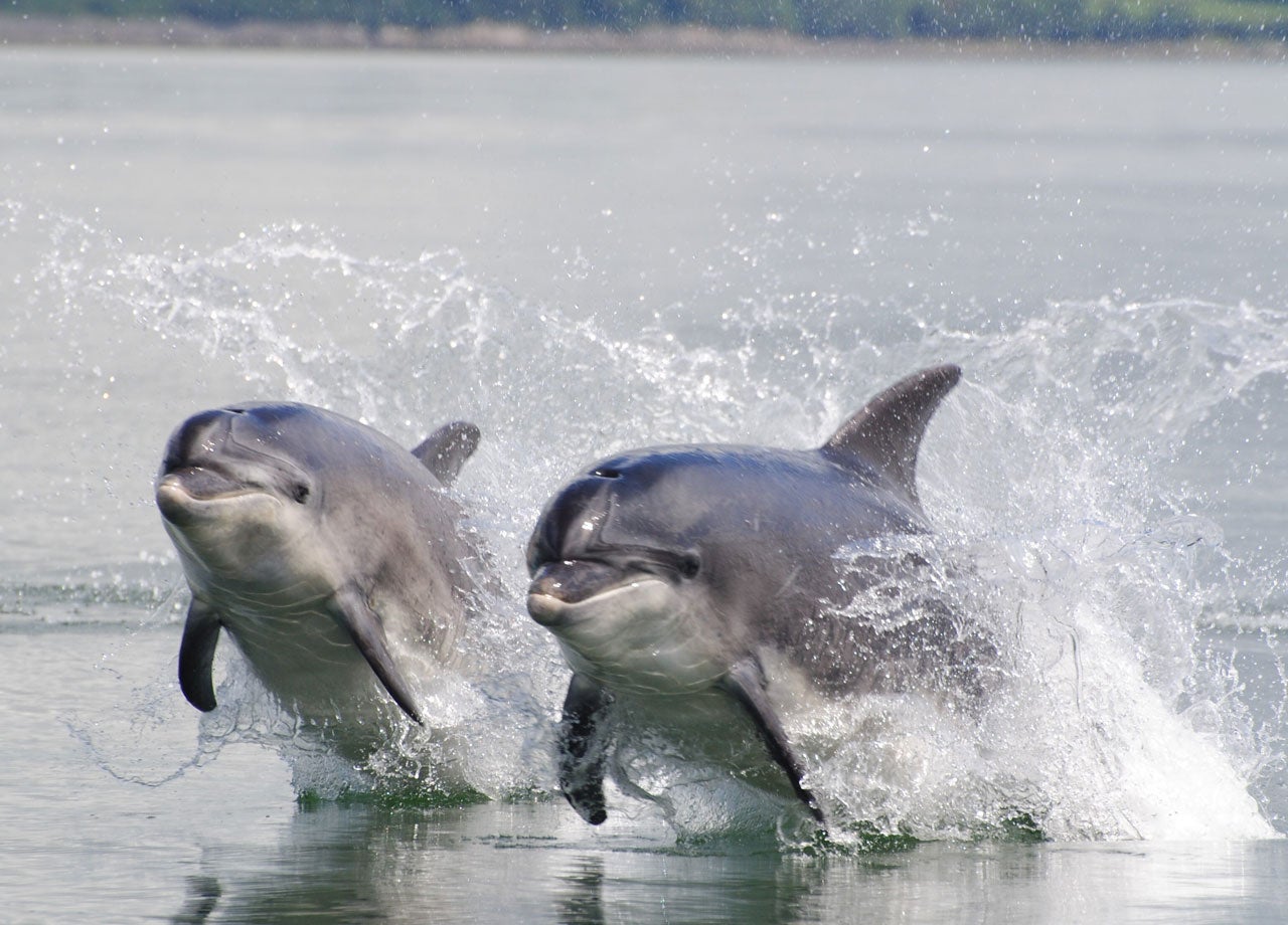 Bottlenose Dolphins swimming in the surf