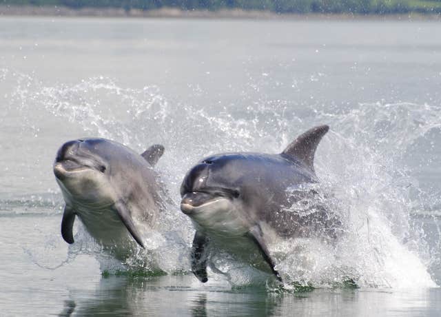 Shannon Dolphin Centre