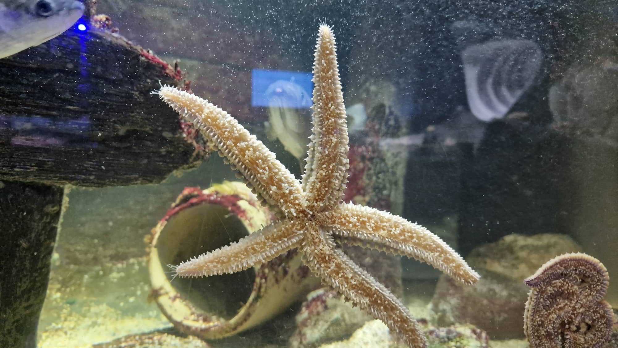 A starfish at Achill Experience Aquarium in Co Mayo