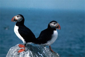 Puffin Island