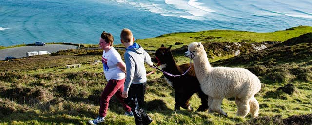 Wild Alpaca Way