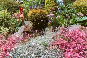 Celtic Plantarum Dundrum