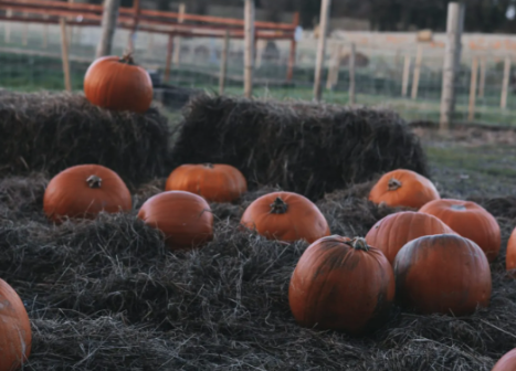 Samhain on the Land, Westmeath