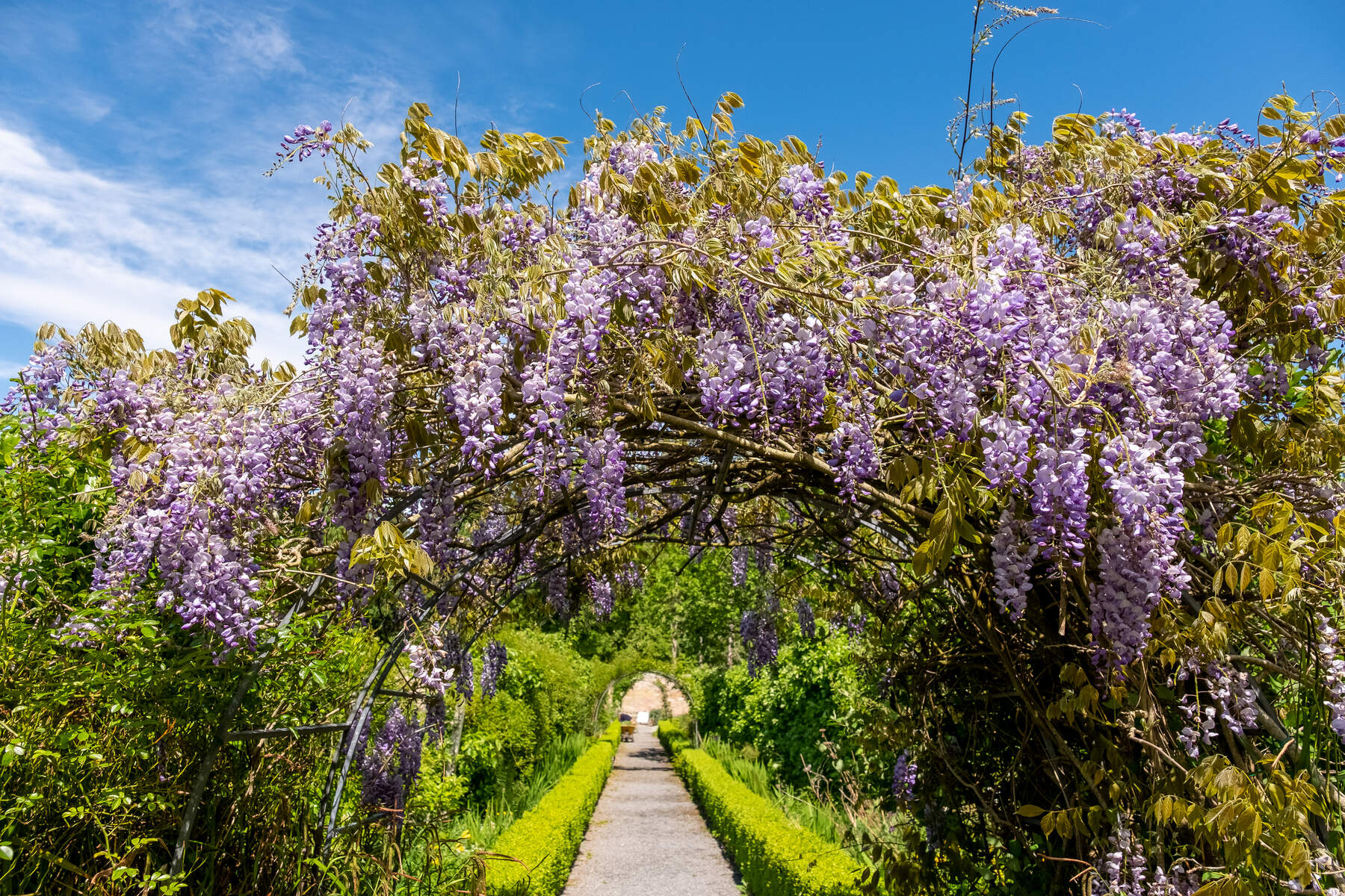 Arch of flowers above a path at Portumna Castle and Gardens.