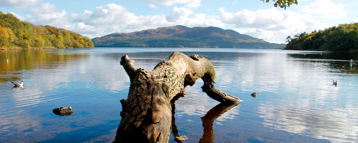 Hazelwood Forest in County Sligo