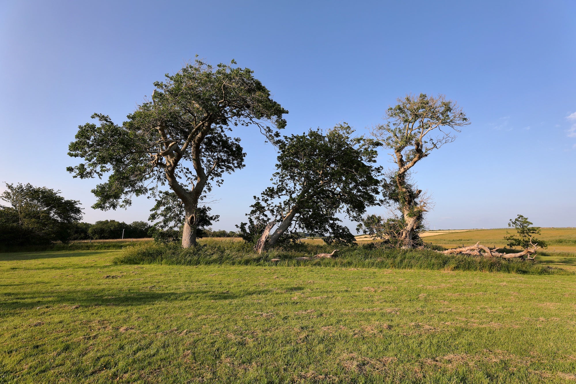 Trees in Rinville Park, Galway