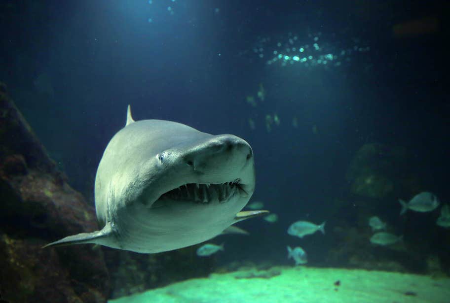 Shark swimming at the Dingle Oceanworld Aquarium.