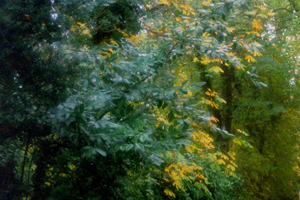 Monicknew Woods
