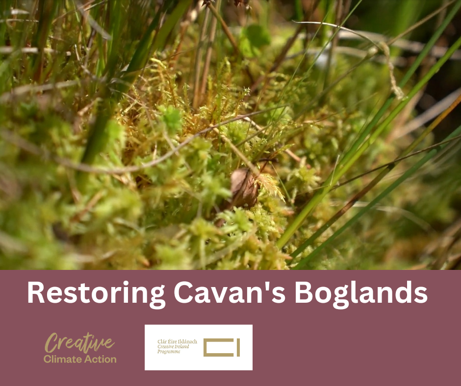 Close up view of green and brown mosses and grass.