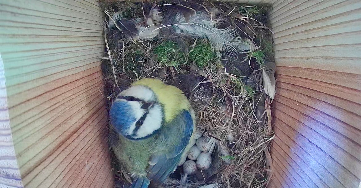 Blue tit bird box live streaming from the Organic Centre, Leitrim as build up for Biodiversity Week,