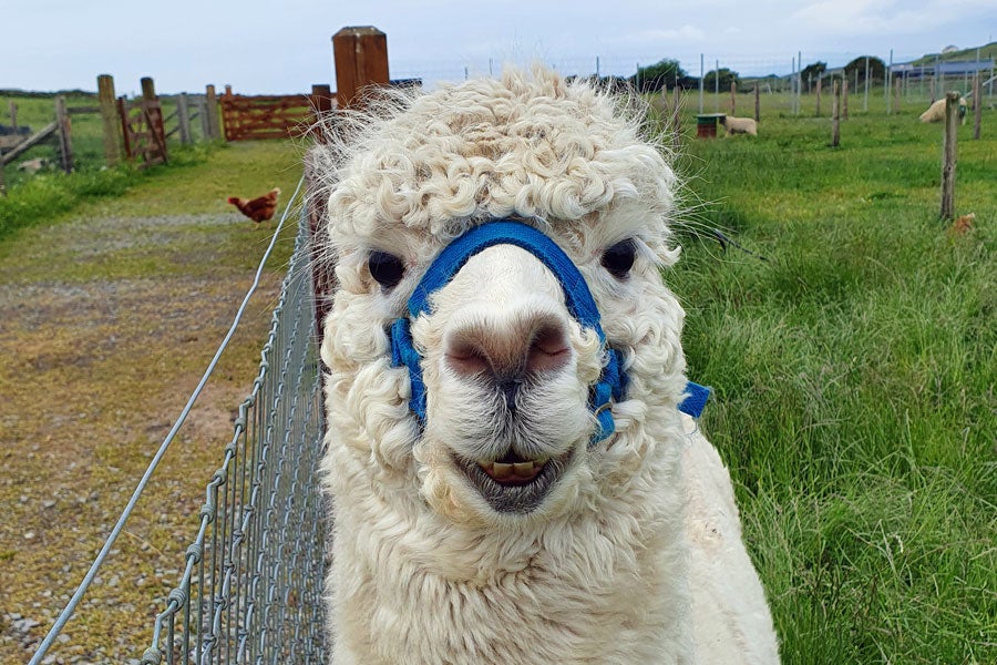 A white alpaca seems to smile into the camera