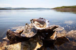 DK Connemara Oysters Farm Tour