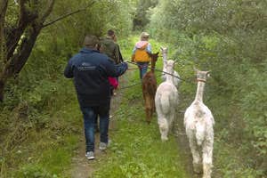 Long Acre Alpacas