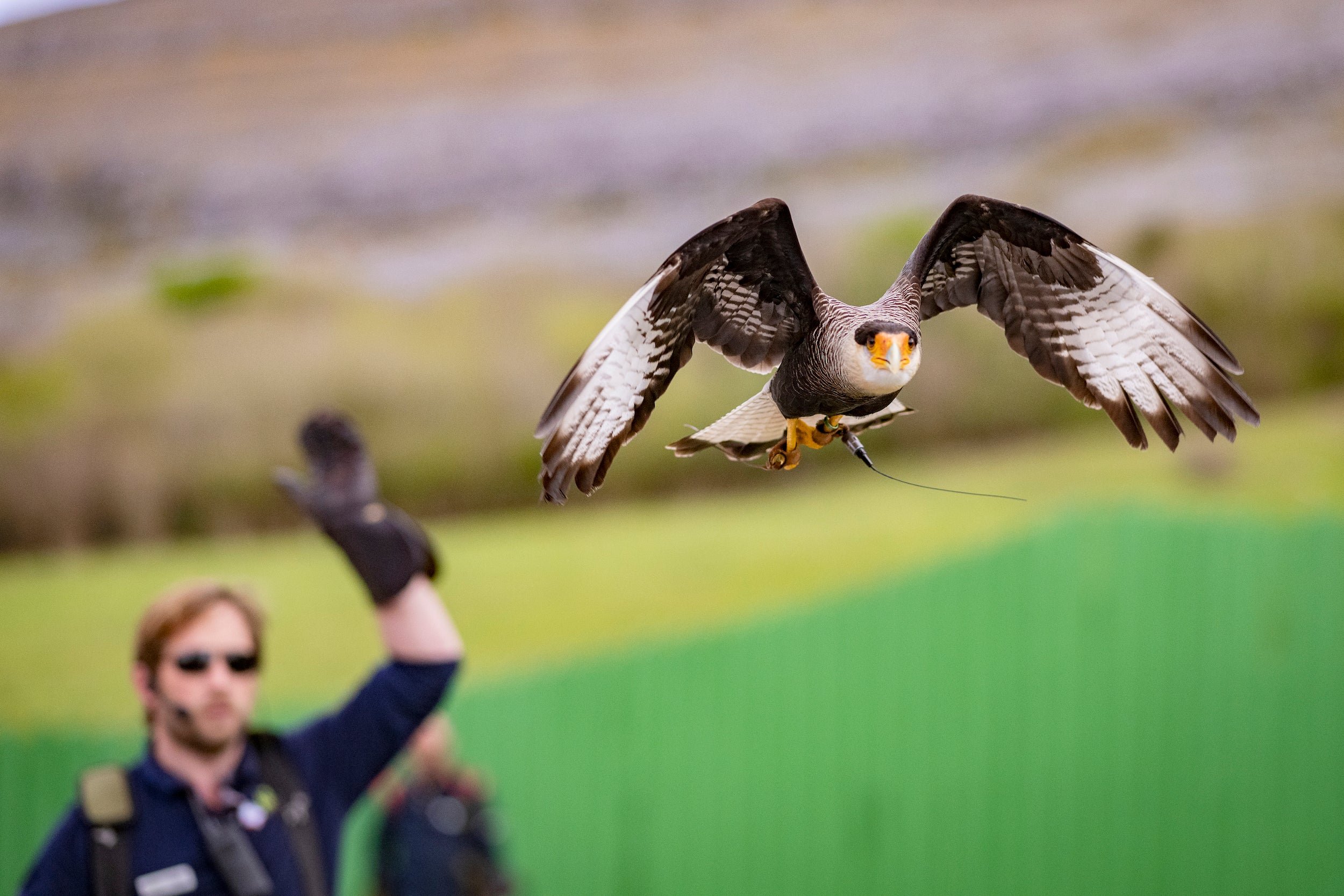 A bird at the Aillwee Cave and Birds of Prey Centre in County Clare.