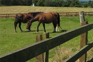 Hawthorn Villa Equestrian Centre