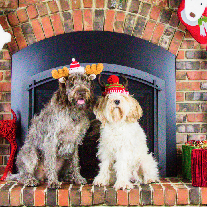 Paws 'N' Claus at Johnstown Castle