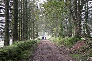 Walking in the Slieve Blooms