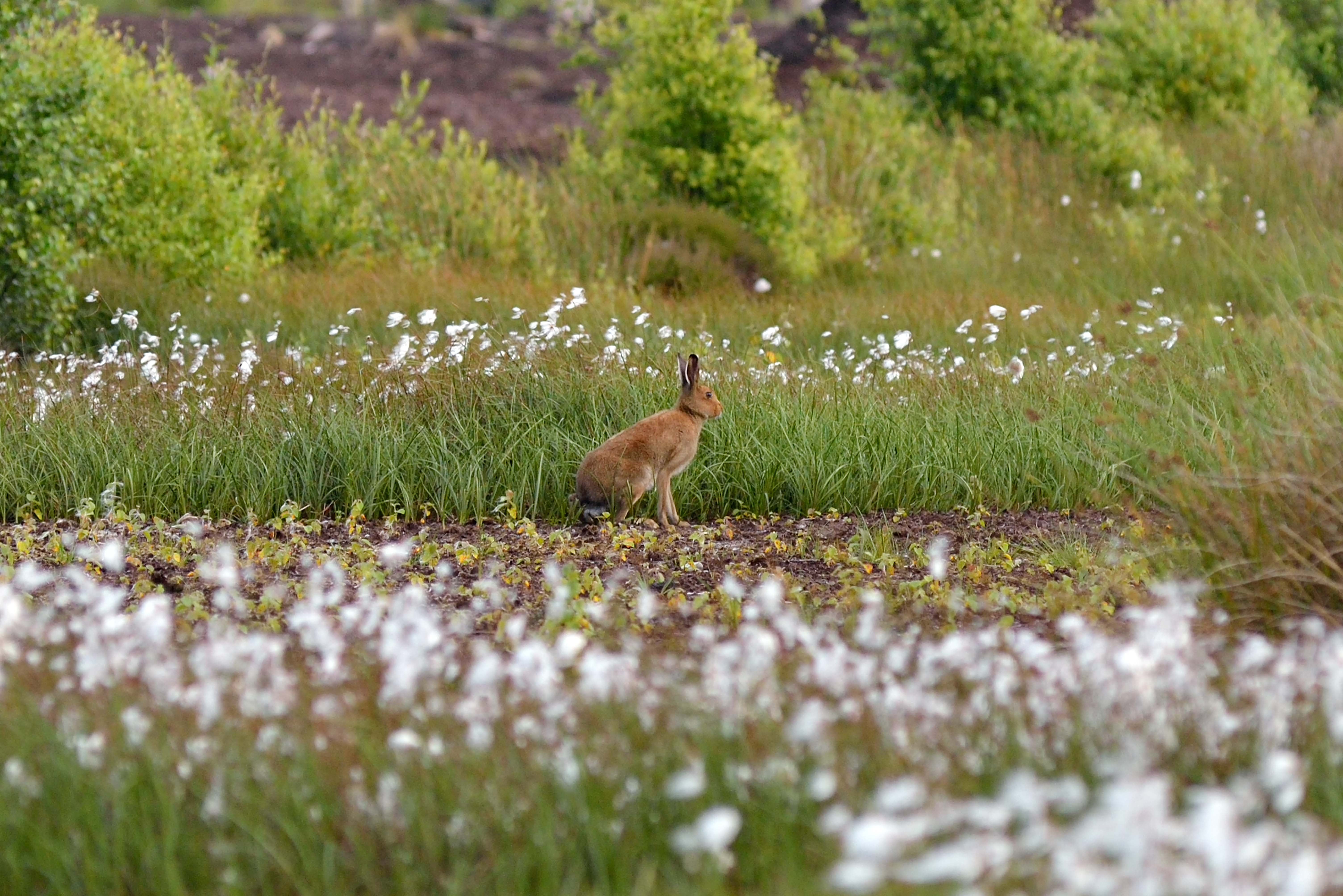 A hare sitting in the peatland in Kildare.