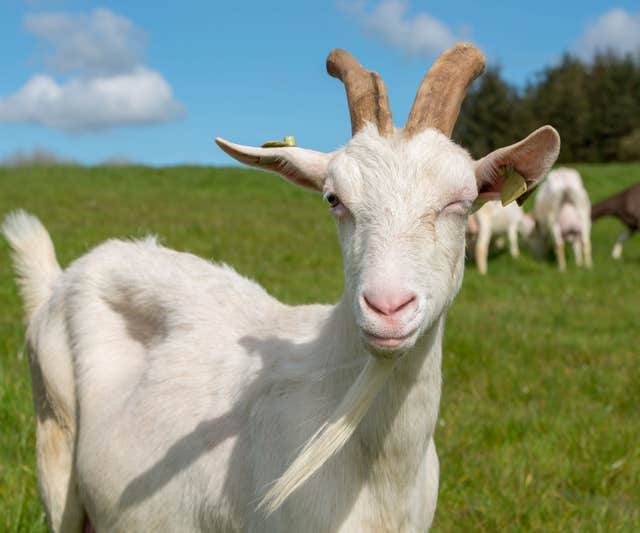 St. Tola Irish Goat Farm