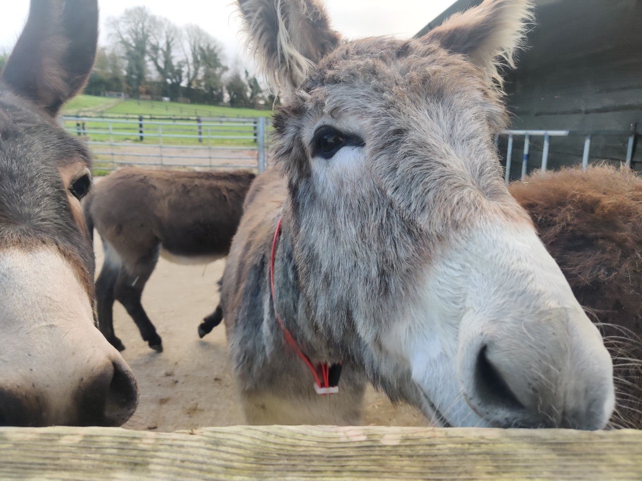 Donkeys at the Donkey Sanctuary in Mallow, Co Cork