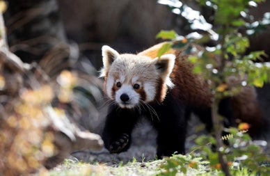 A young red panda walks along the ground of their enclosure in a zoo