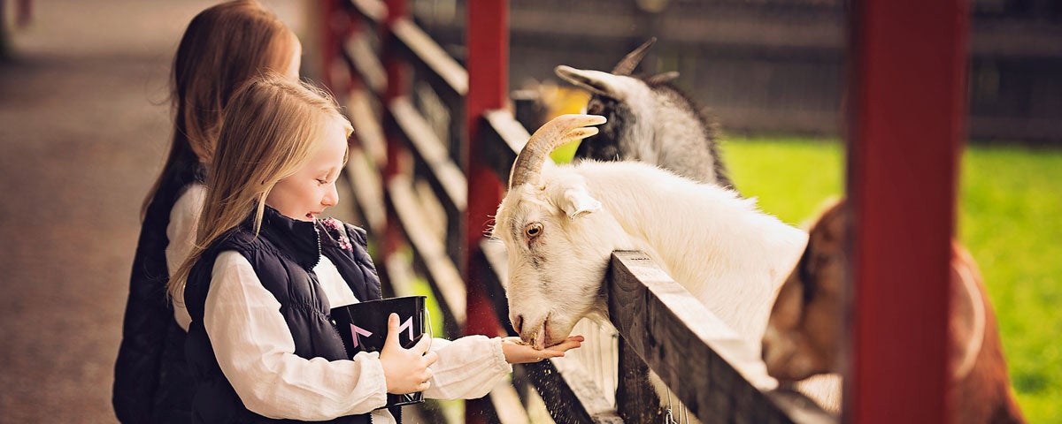 Two children feeding goats at Glendeer Pet Farm in County Westmeath