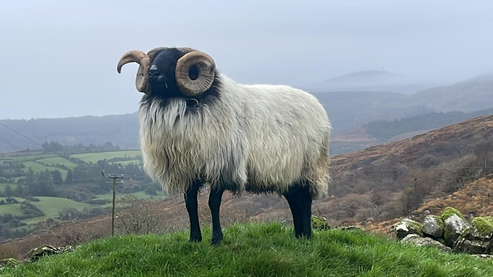 A view of a ram standing in the sheep farm at Shehy Highland Park