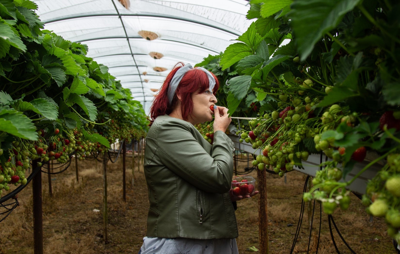 Person standing in a polytunnel tasting strawberries straight from the vine