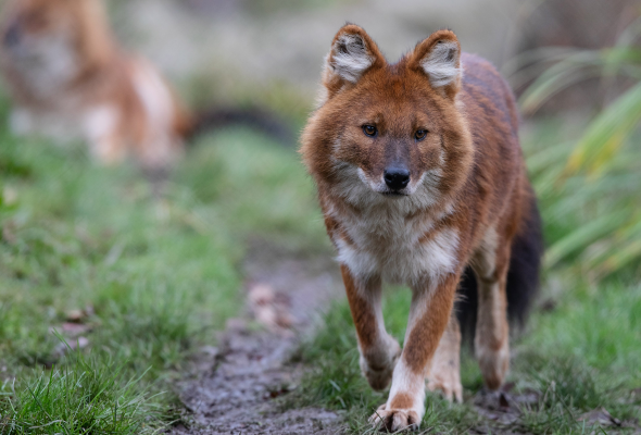 A picture of a brown wolf type animal walking along a track