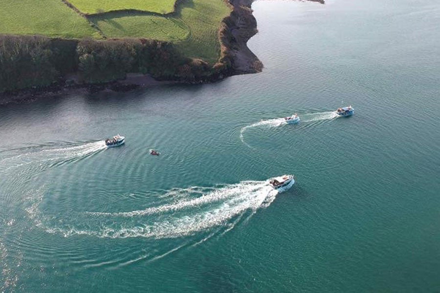 dingle boat tours ireland