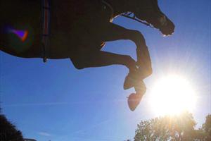 Irish Thoroughbred Marketing