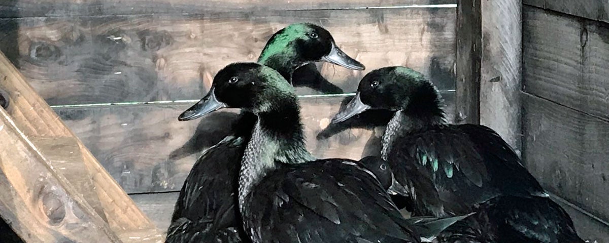 Three black ducks with a hint of green feathers together inside a pen
