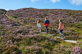 Slieve Bloom Walking Festival, 3 children walking up a path on a heather covered hillside.