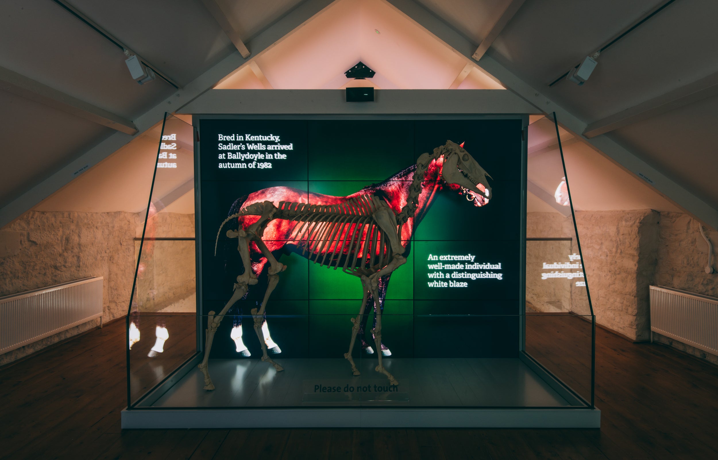 A horse skeleton on display at the Fethard Horse Country Experience in Co Tipperary
