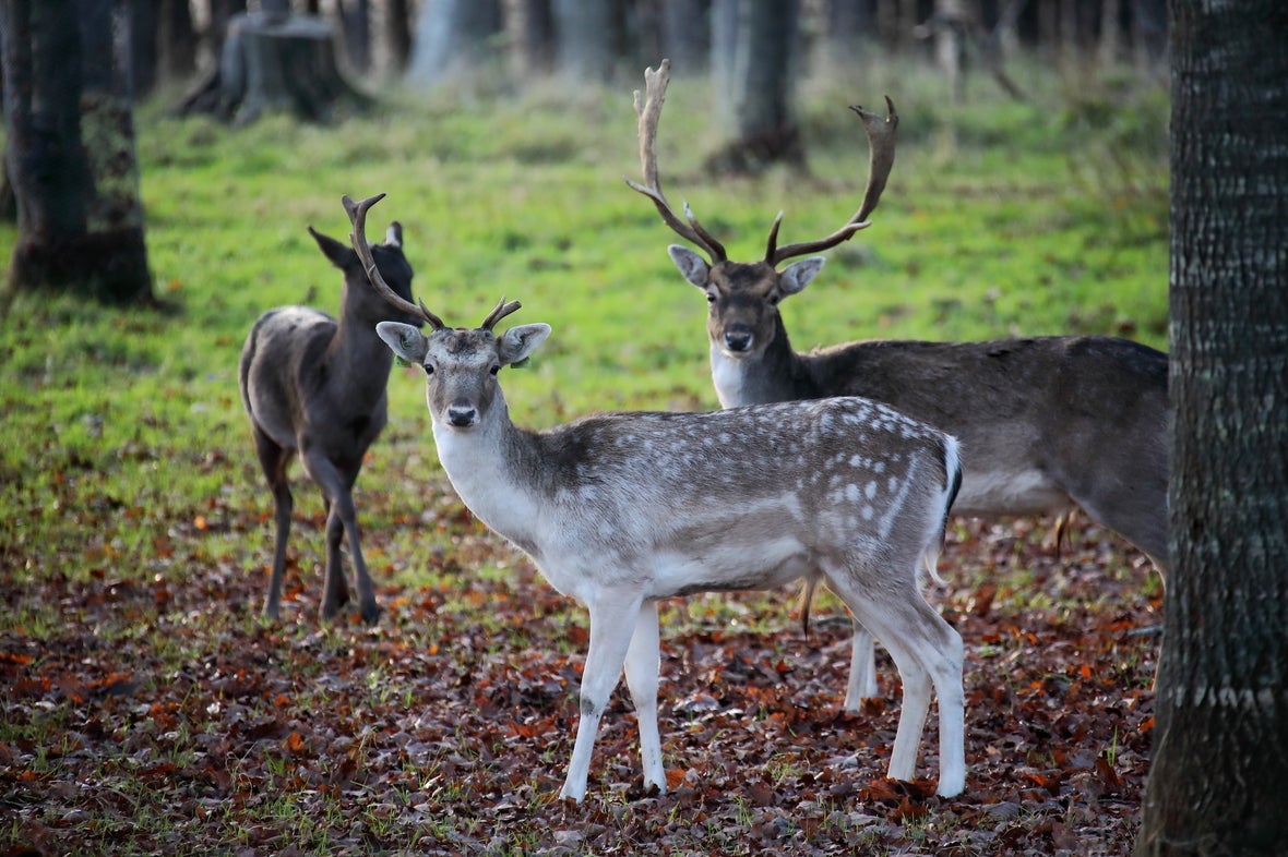 Picture of Uncover the History of the Phoenix Park Lamplighters With Visit Dublin