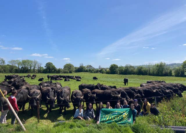Macroom Buffalo Farm with Ó Tuama Tours