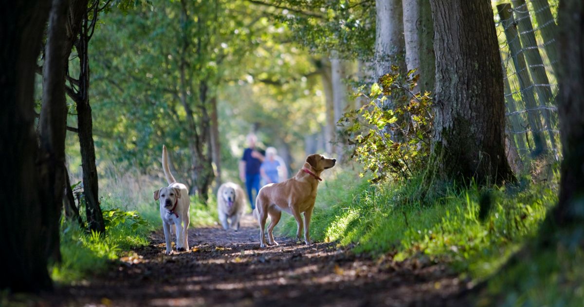 Scenic dog walks near hot sale me