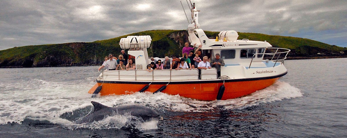 dingle dolphin boat tours tours