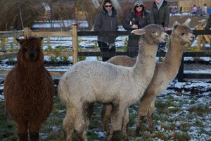 Visit Loughwell Farm Park With Discover Ireland