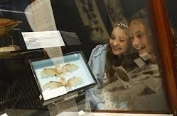 2 young girls looking with surprise at a display cabinet containing 2 bats mounted in a square case.